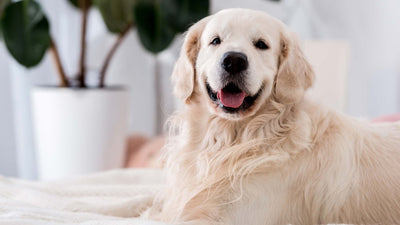 Éternuements inversés chez les chiens