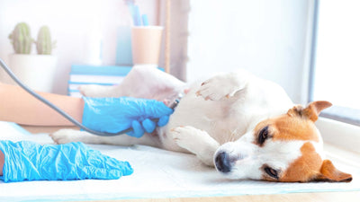 Gastrite chez le chien