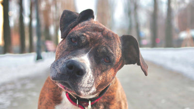 Constipation chez le chien