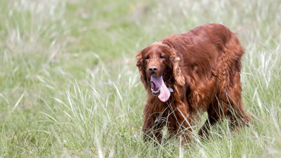 Quand le chien halète