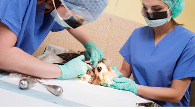 Le tartre chez le chien
