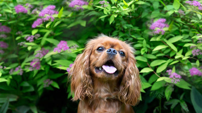 Wie alt werden Hunde?