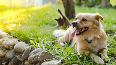 Entwurmung beim Hund