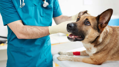 Ohrenentzündung beim Hund