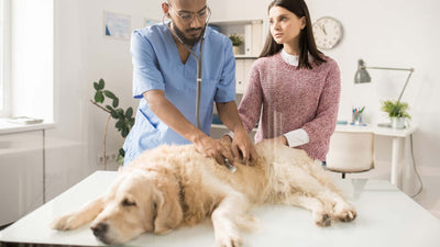 Chien qui vomit – Tout ce que vous devez savoir maintenant !