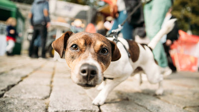 Hund zieht an der Leine – Was tun?