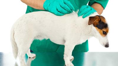 Flöhe beim Hund
