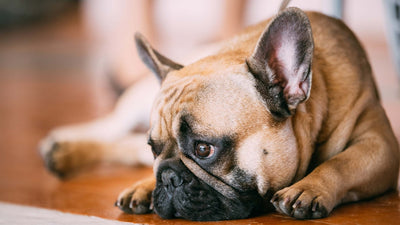 Le chien ne mange pas