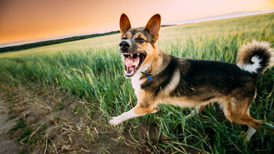Hund bellen abgewöhnen