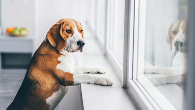 Hunde alleine lassen