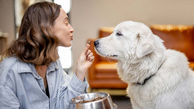 Changer la nourriture du chien