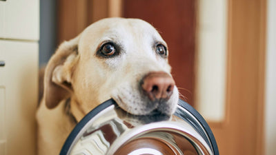 Wie oft sollen Sie Ihren Hund füttern