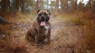 L'obésité chez les chiens