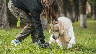Excréments de chien – Tout ce que vous devez savoir