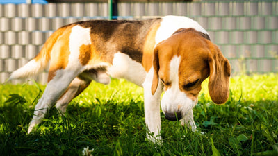 Pourquoi mon chien mange de l’herbe ?