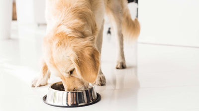 Conserver la nourriture pour chien