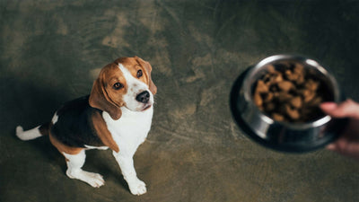 Getreidefreies Hundefutter