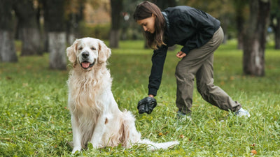 Diarrhée chez le chien