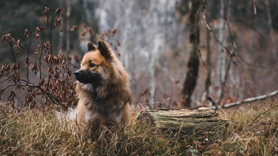 Herzwurm beim Hund