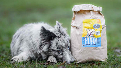 Tout ce que tu dois savoir sur la nourriture pour chiots