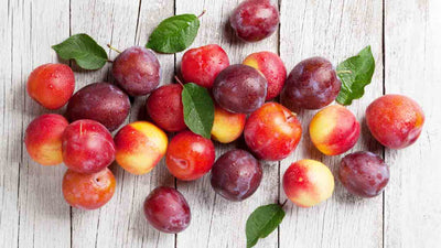Pfirsich für Hunde: Gesunde Ernährung mit Früchten | Solli's Hundefutter