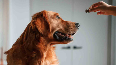 Warum frisst mein Hund nur Leckerlis und kein Futter? - Solli’s