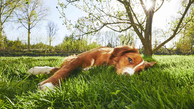 Wie oft muss ein Hund raus? - Ein umfassender Guide