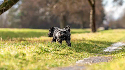 Hund Blut im Urin: Ursachen, Symptome und Behandlung