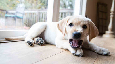 Hund knurrt mich an: Ursachen, Verhalten und Lösungen