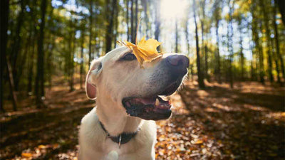 Nierendiät für Hunde: Eine umfassende Anleitung