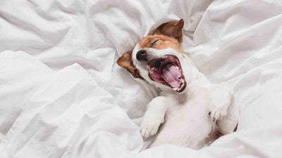 Pourquoi votre chien bâille beaucoup : causes, symptômes et conseils