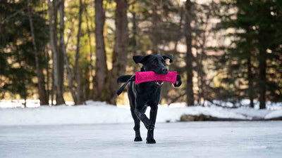 Le rapport chez le chien : Comment apprendre à ton compagnon à rapporter