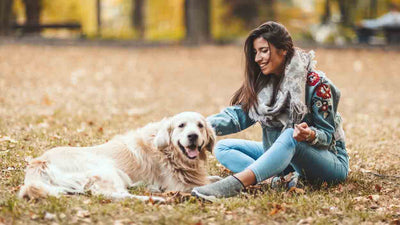 Alimentation du foie pour chiens : tout ce que vous devez savoir