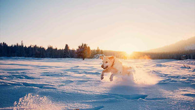Hund Immunsystem stärken: Alles, was du wissen musst