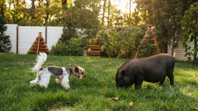 Maladie d’Aujeszky chez le chien : causes, symptômes et traitement
