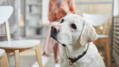 Inflammation des glandes anales chez le chien : Ce qu’il faut savoir