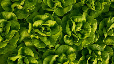 Dürfen Hunde Salat essen?