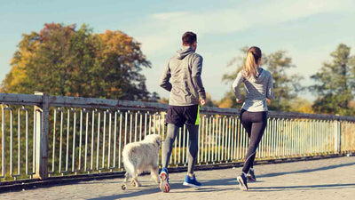 Joggen mit Hund: Ein Leitfaden für Mensch und Tier