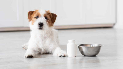 Nahrungsergänzungsmittel für Hunde - Wann sind sie sinnvoll?