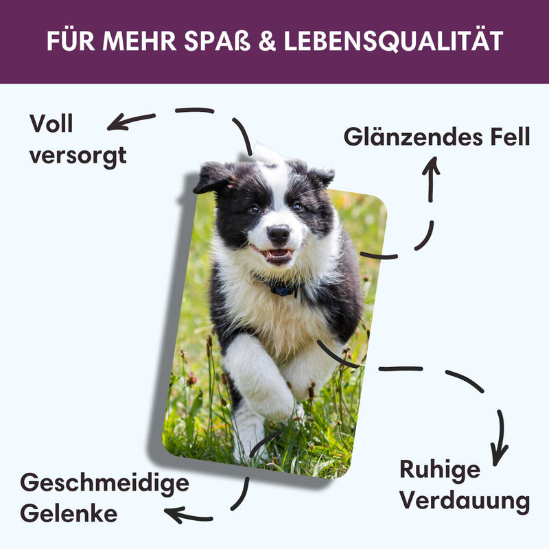 Probe Nassfutter Truthahn | Junior 200g - Solli&