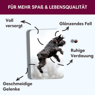 Probe Trockenfutter Schottischer Lachs - Minis | kleine Rassen 100g - Solli's Hundebedarf