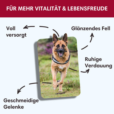 Trockenfutter Angus - Rind | Adult - Regular - Solli's Hundebedarf